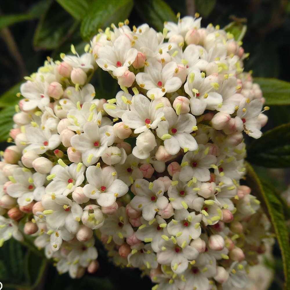 Viburnum Tinus Shades of Pink