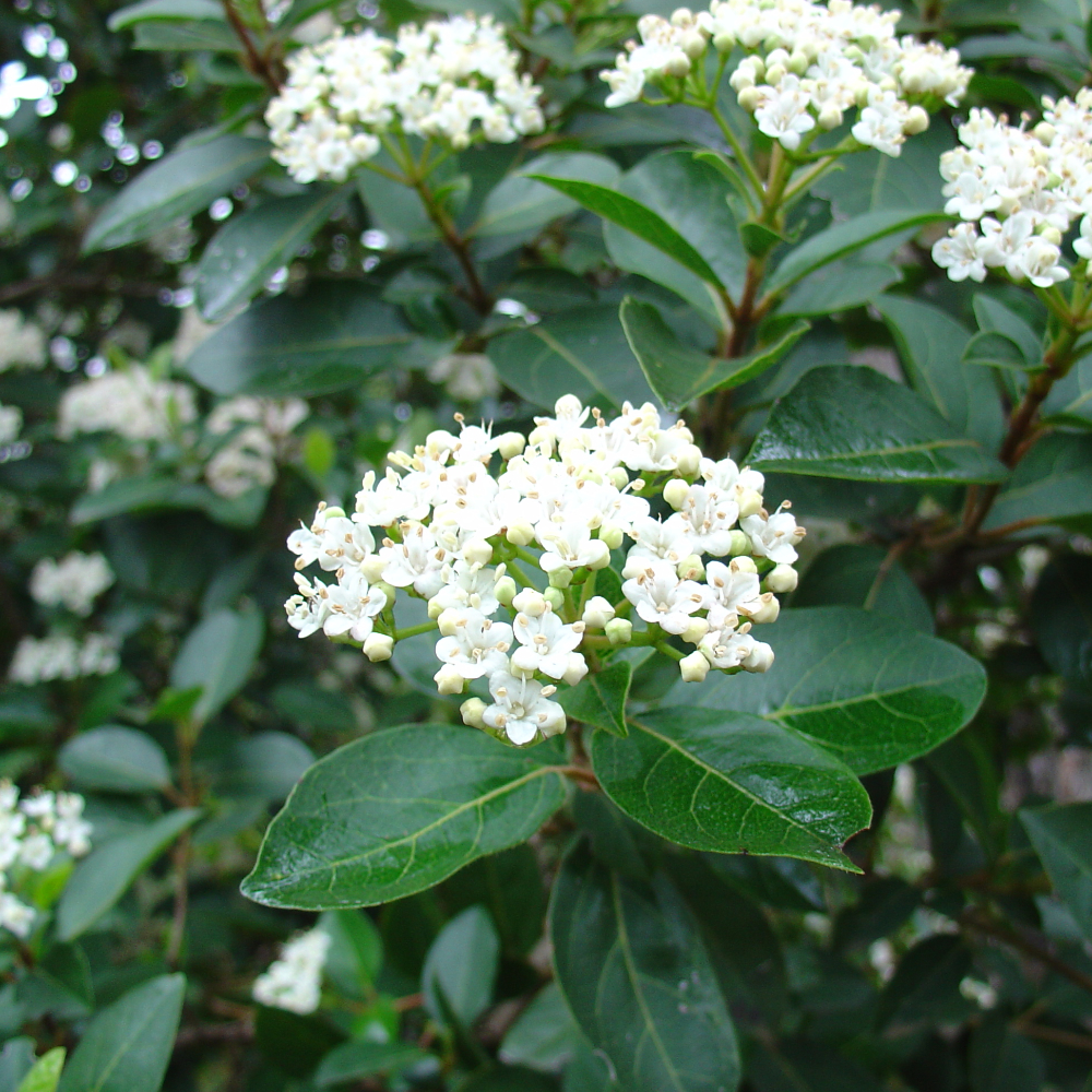 Viburnum Tinus