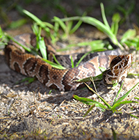 Water Moccasin