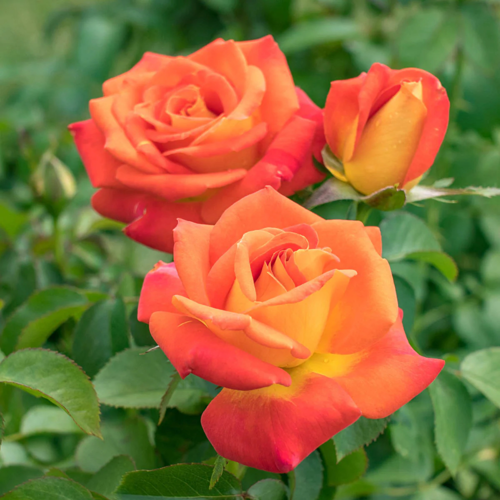 Weeks Tea Chris Evert