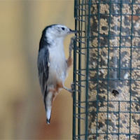 White Breasted Nuthatch