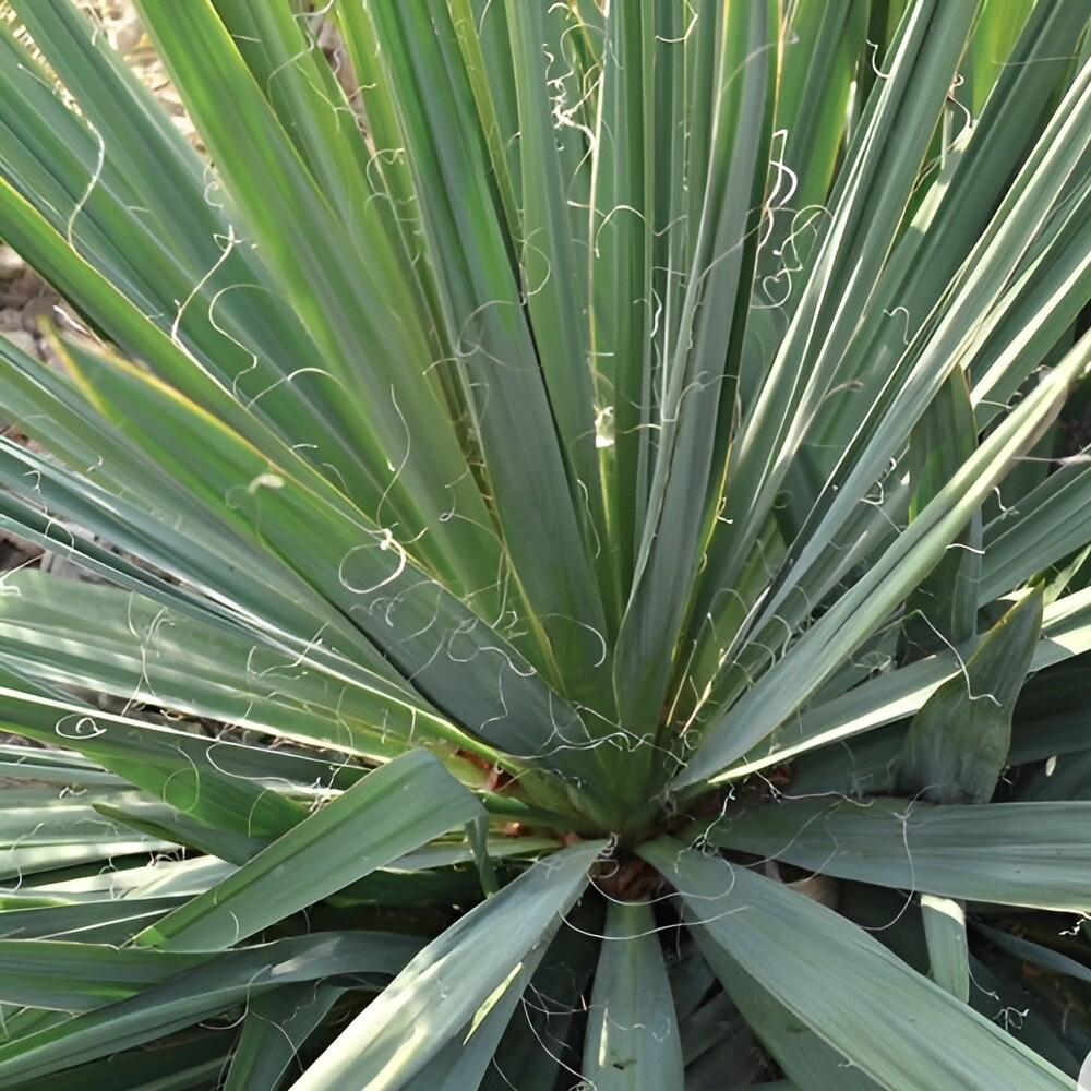 Yucca Excalibur