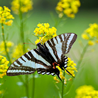 Zebraswallowtail