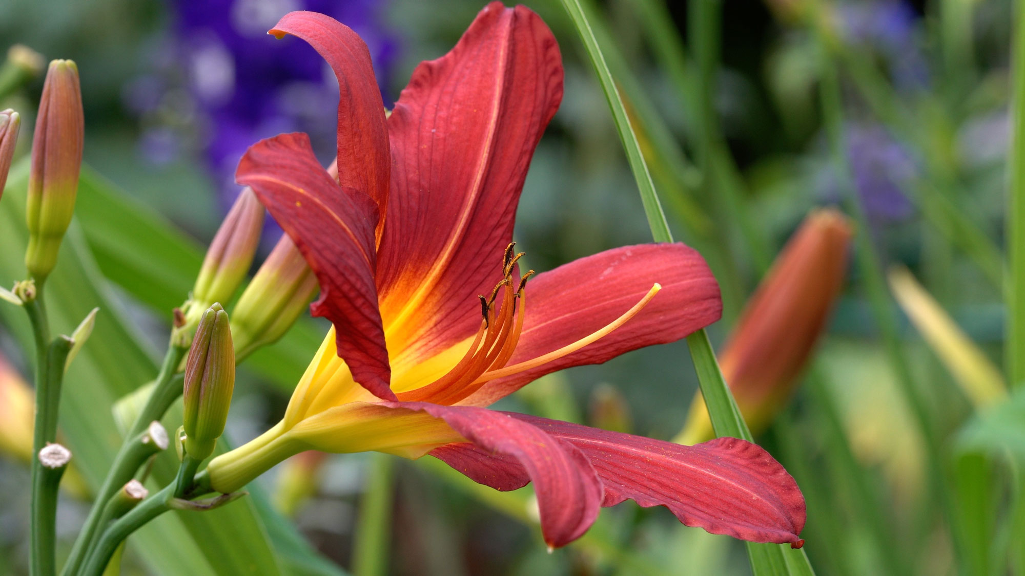 Daylilies 101