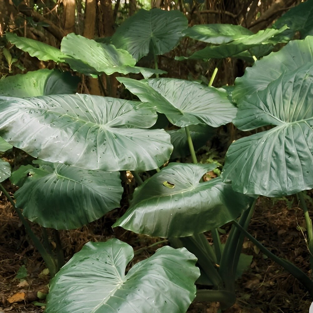 Alocasia odora