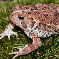 American Toad