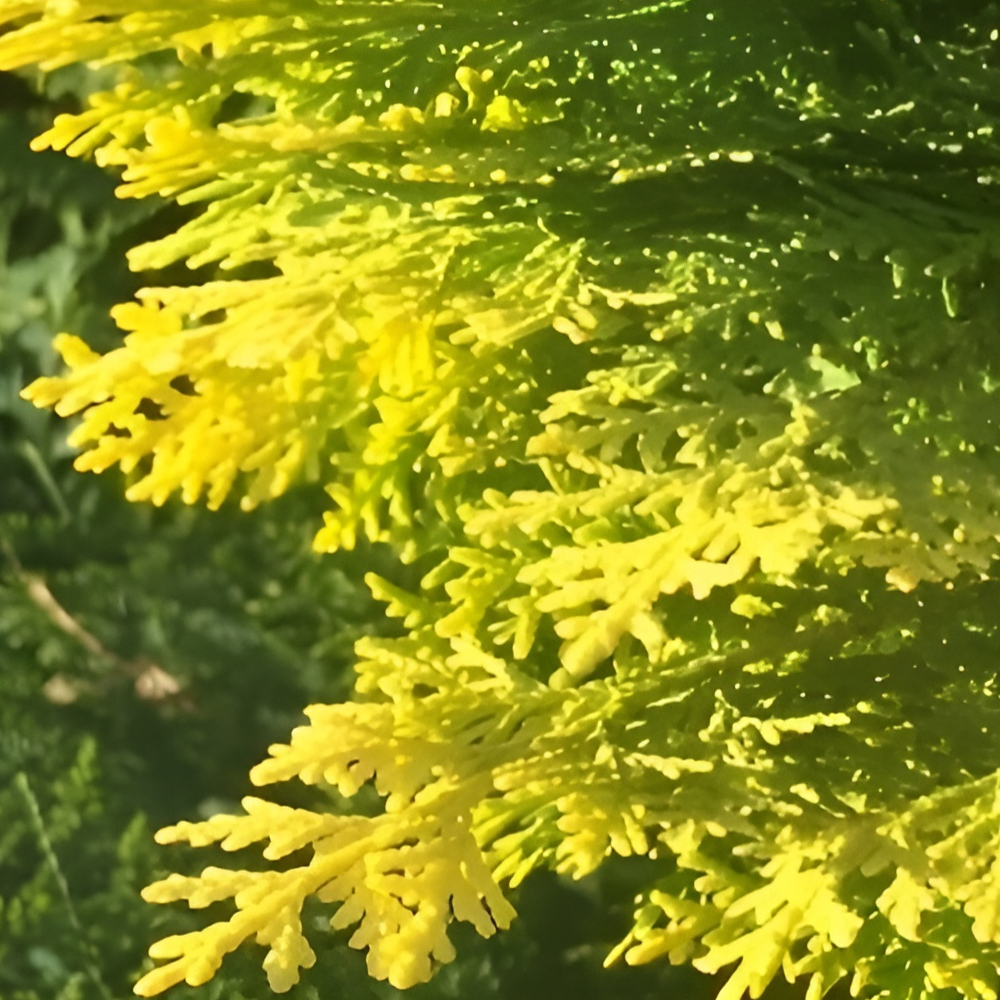 Arborvitae Lime Delight