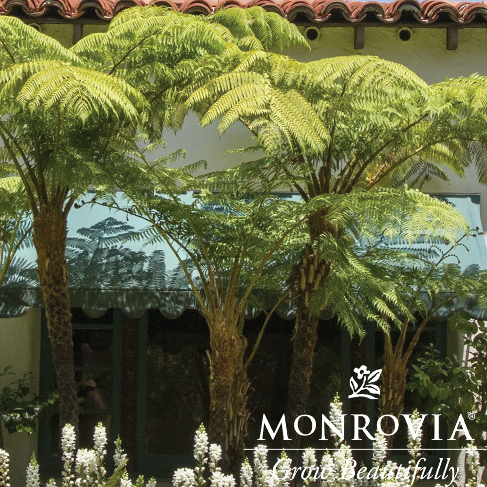 Fern Australian Tree