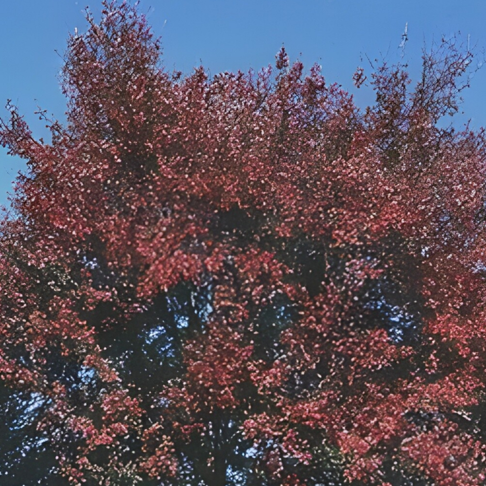 Maple Red Autumn Blaze