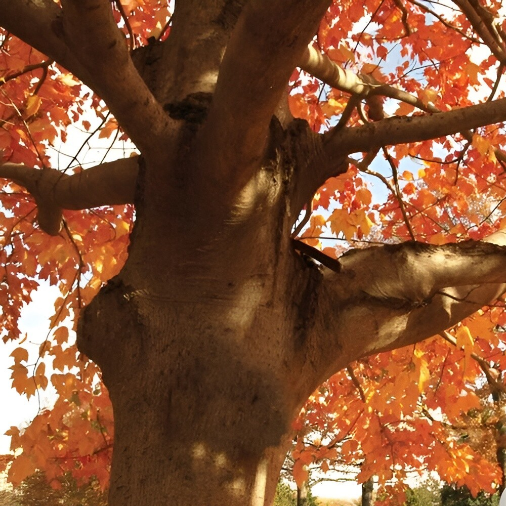 Maple Red Autumn Flame