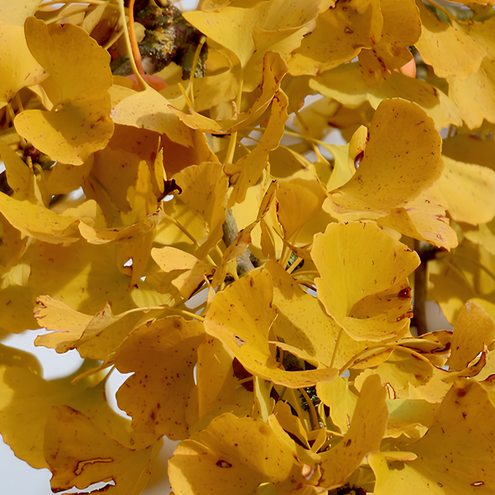 Ginko Autumn Gold Ginkgo