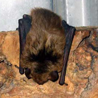 Bat Big Brown 2