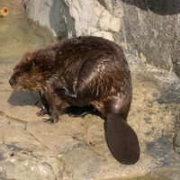 Beavers