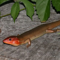 Broadhead Skink