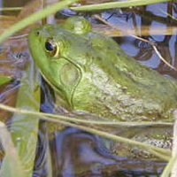 Bullfrog2