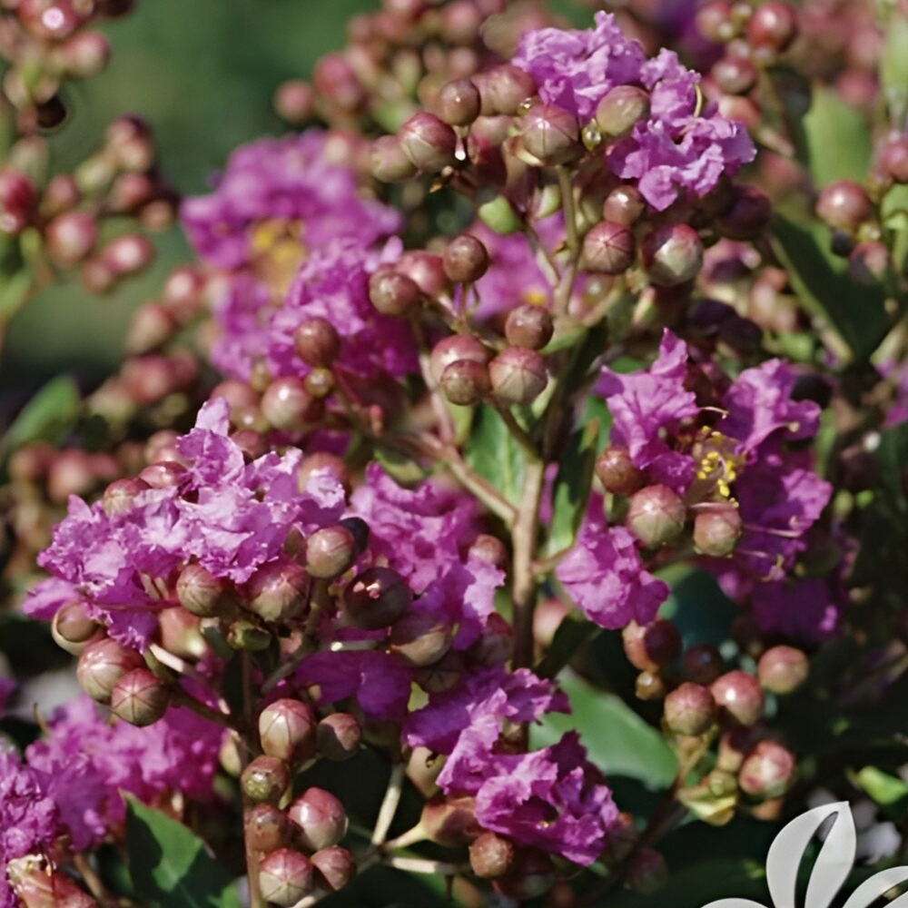 Crape Myrtle Catawba