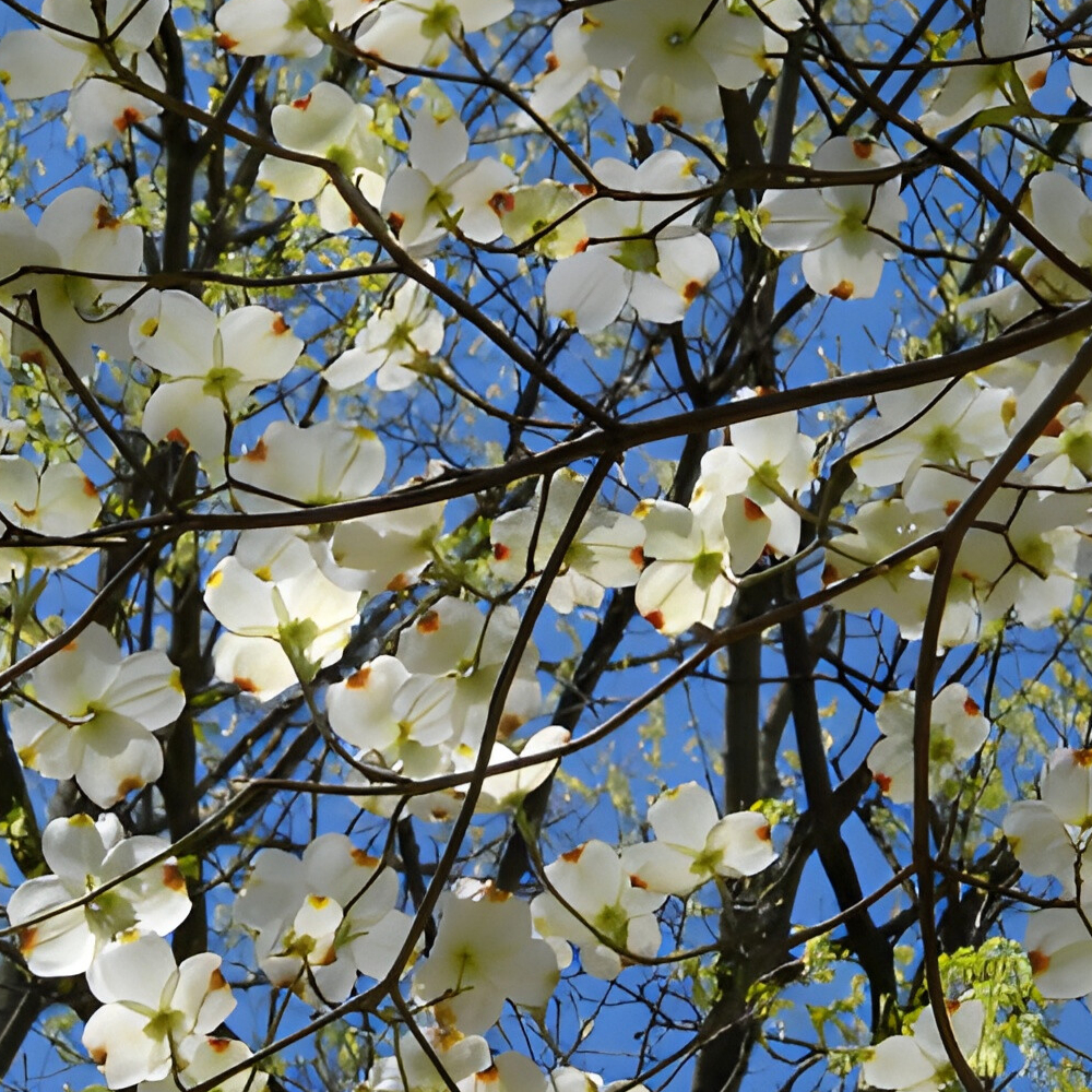 Dogwood Cherokee Princess