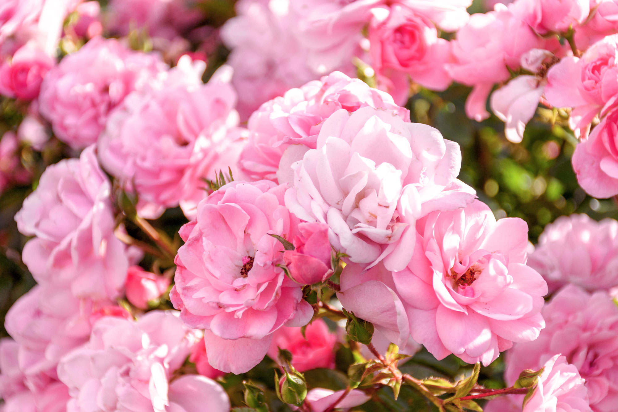 Learn About Pruning Roses