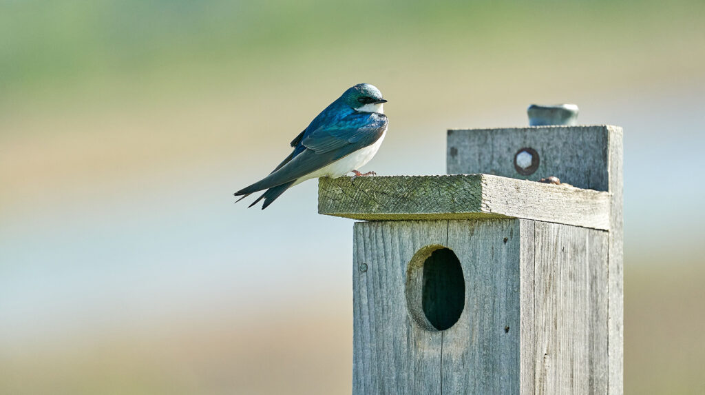 Flying Squirrel Nest Box