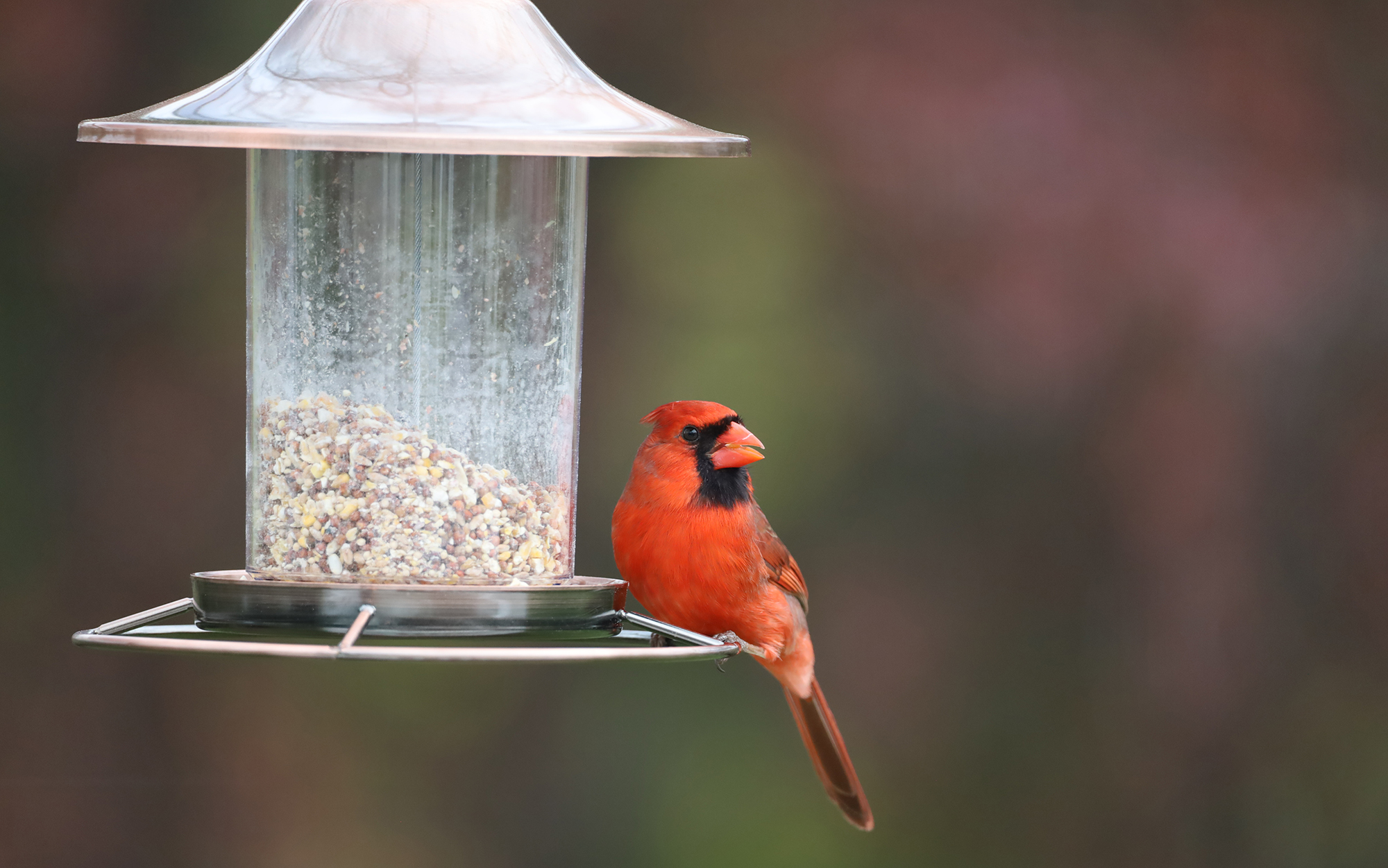 Closeup Shot Of The Red Cardinal Bird Near The Feeder In The Garden On A Sunny Day