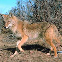 Coyote2