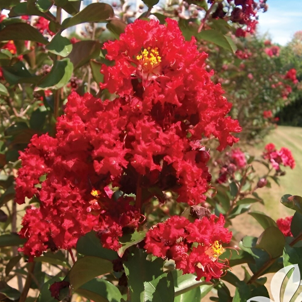 Crape Myrtle Dynamite