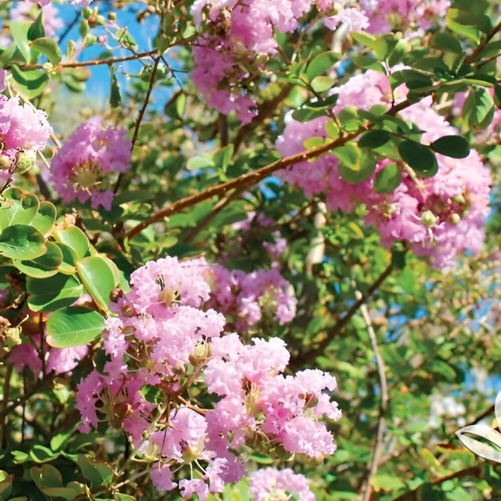 Crape Myrtle Muskogee