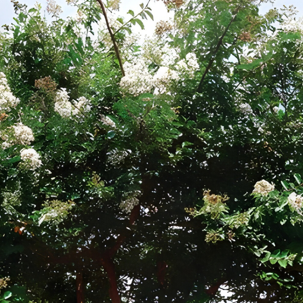 Crape Myrtle Natchez
