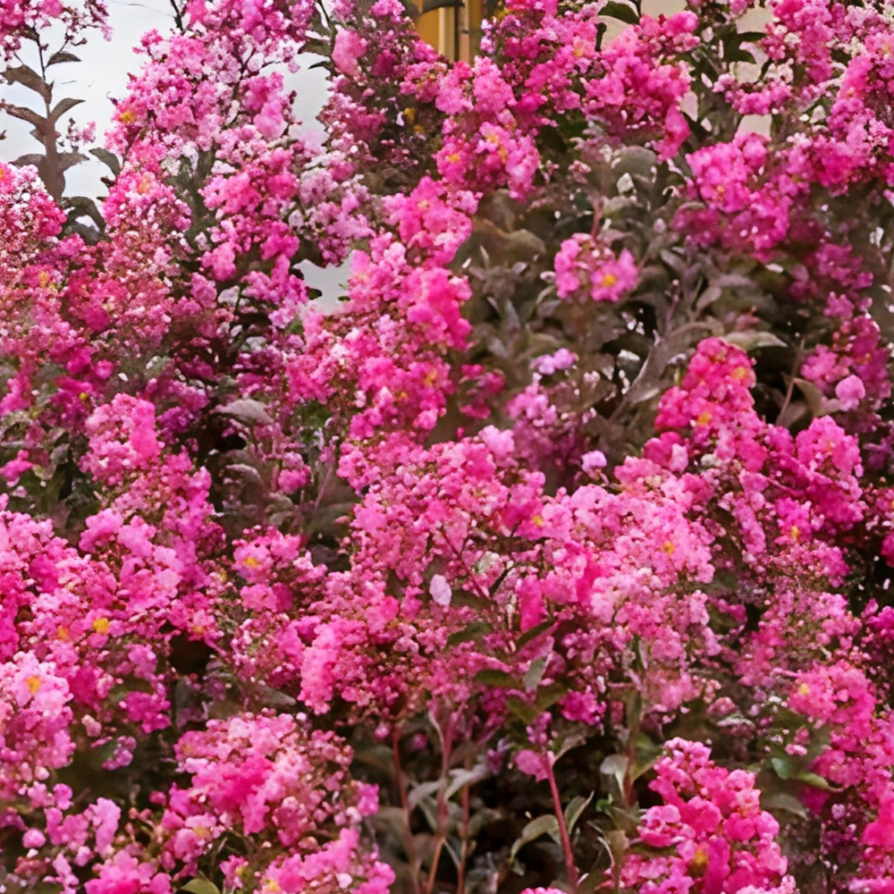 Crape Myrtle Tonto