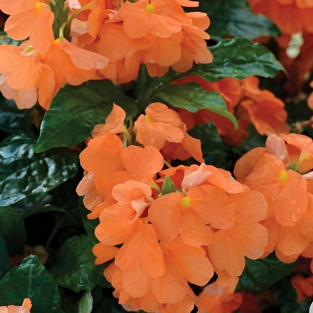 Crossandra Firecracker