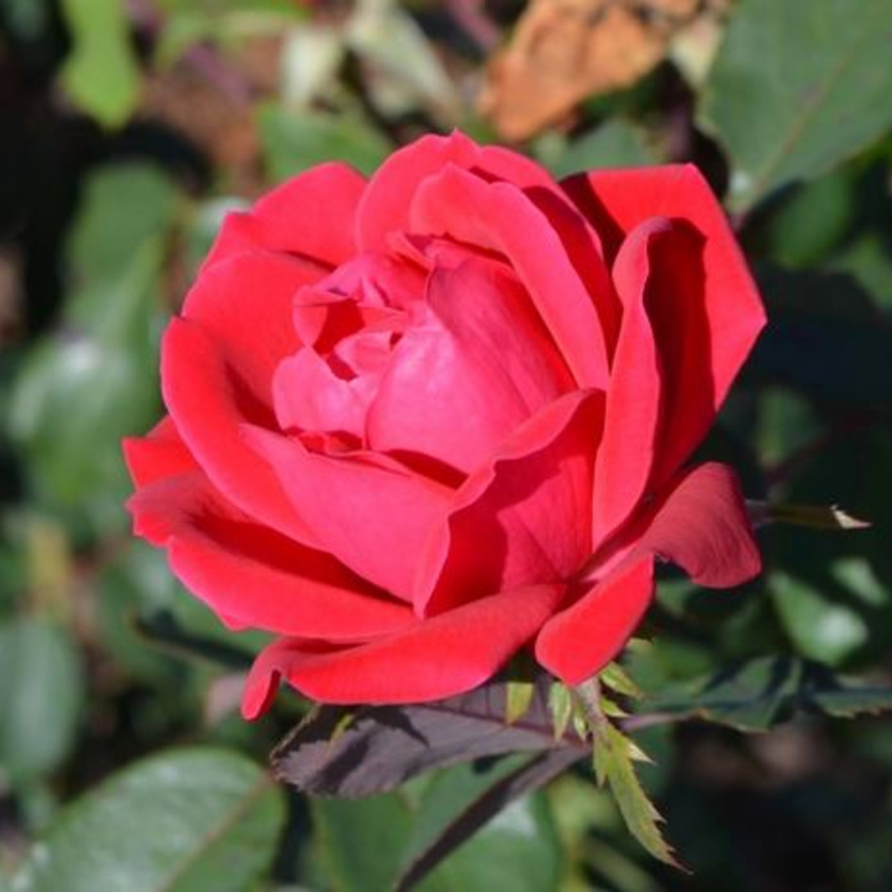 Tree Double Red Knock out