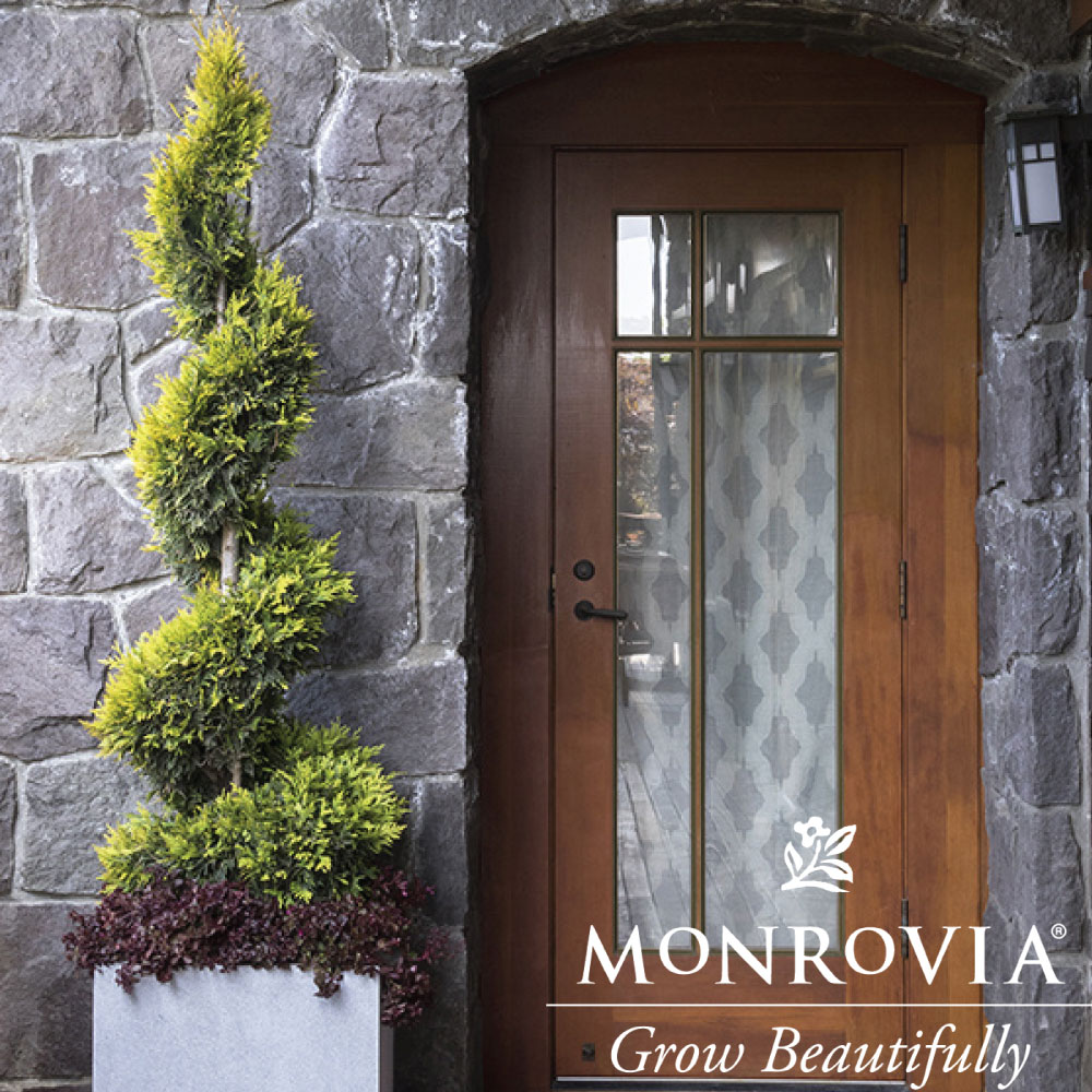 Topiary Emerald Colonnade Spiral