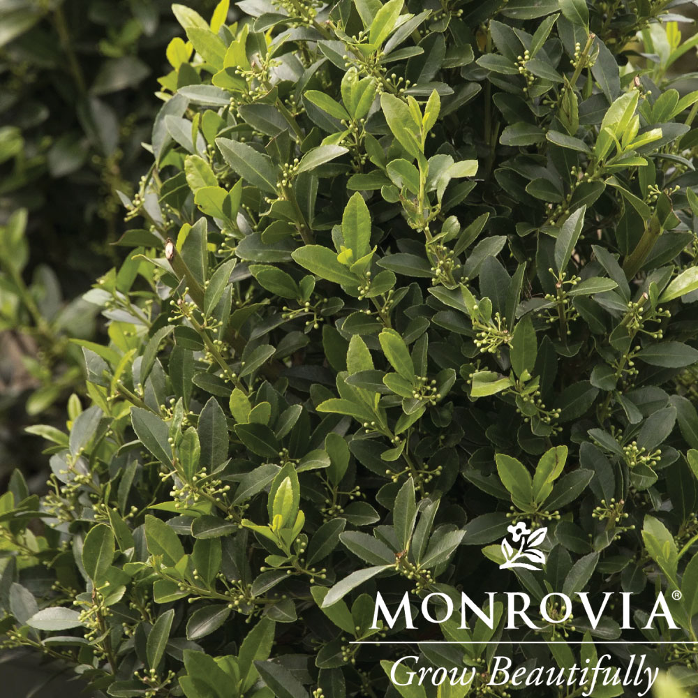 Topiary Emerald Colonnade Holly