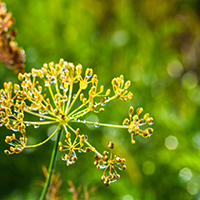 Fennel