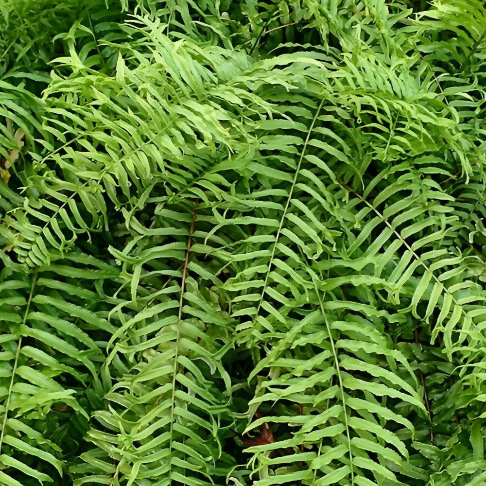 Fern Macho