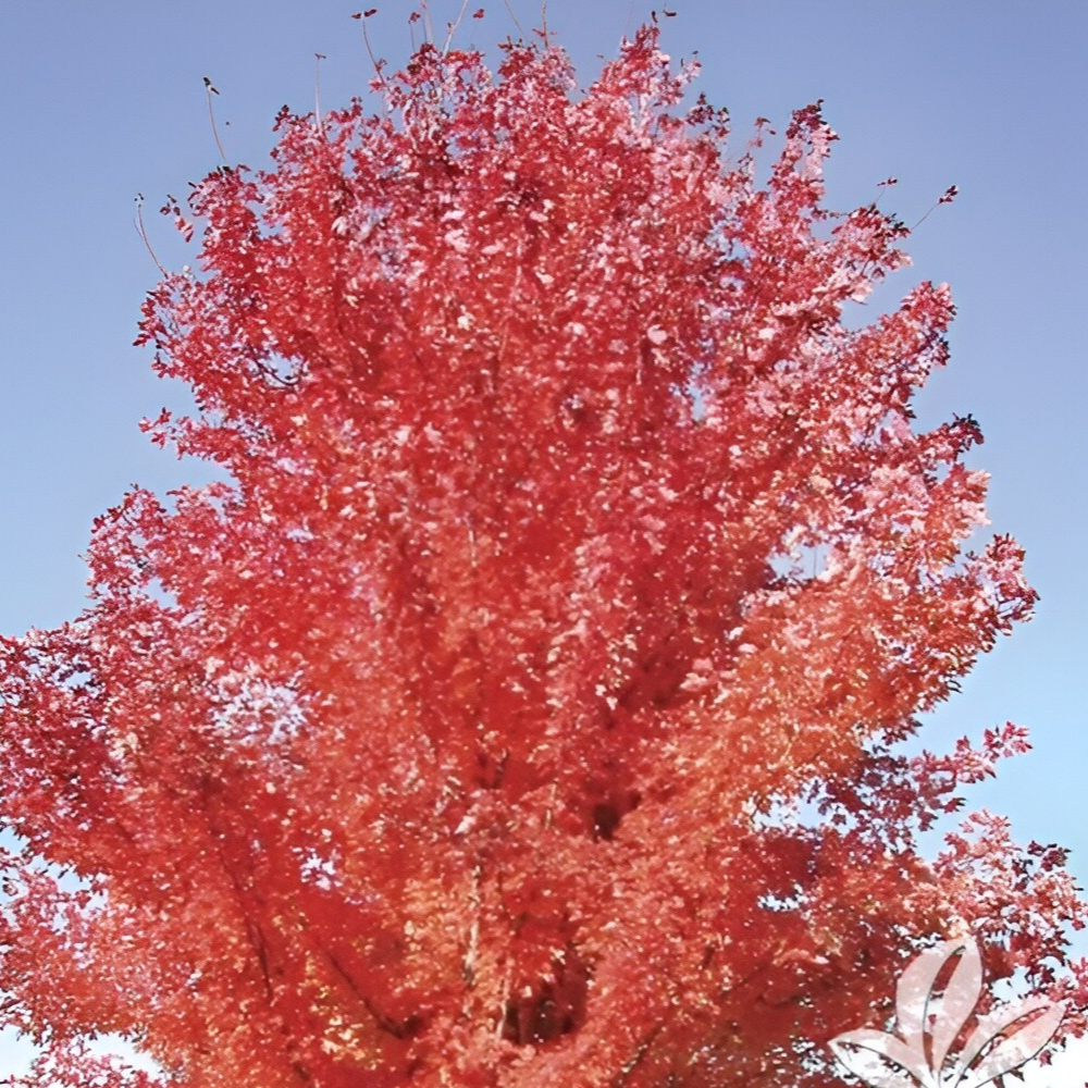 Maple Florida Flame
