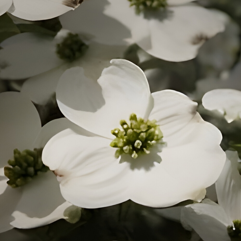 Dogwood White