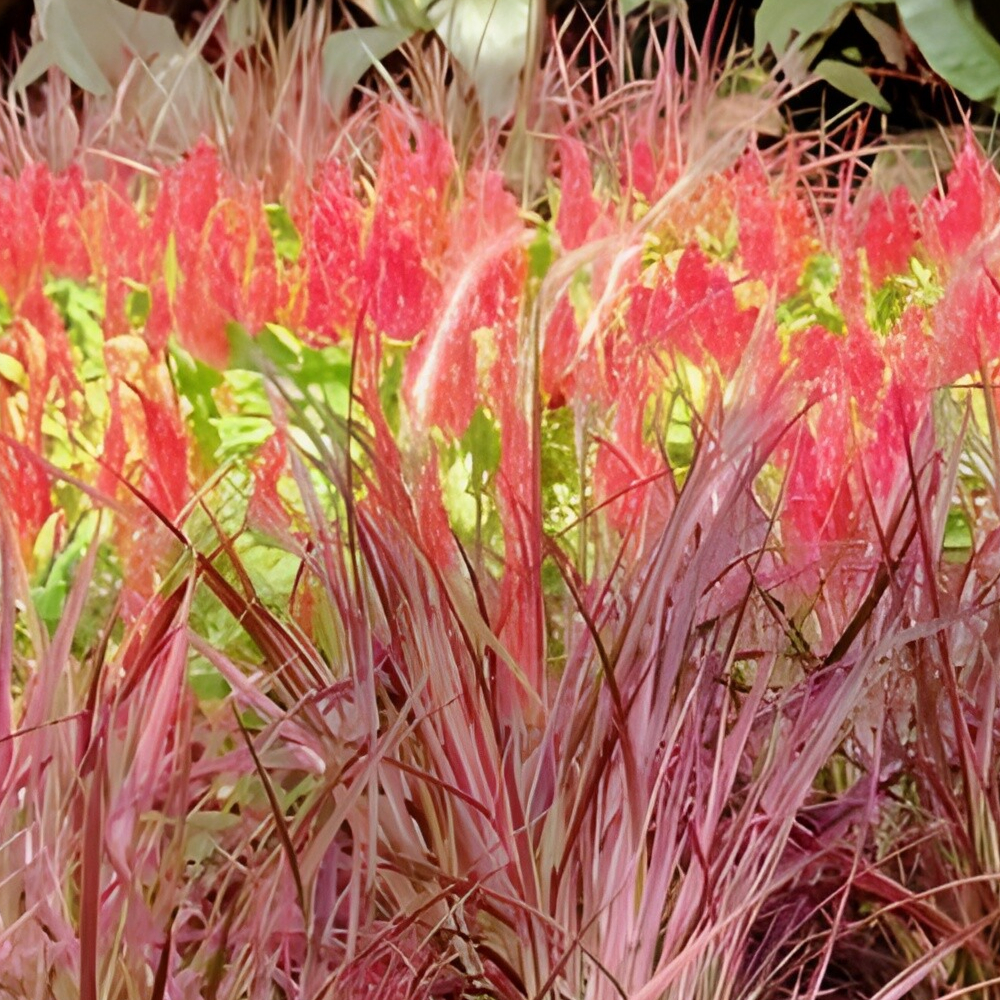 Grass Fireworks Fountain