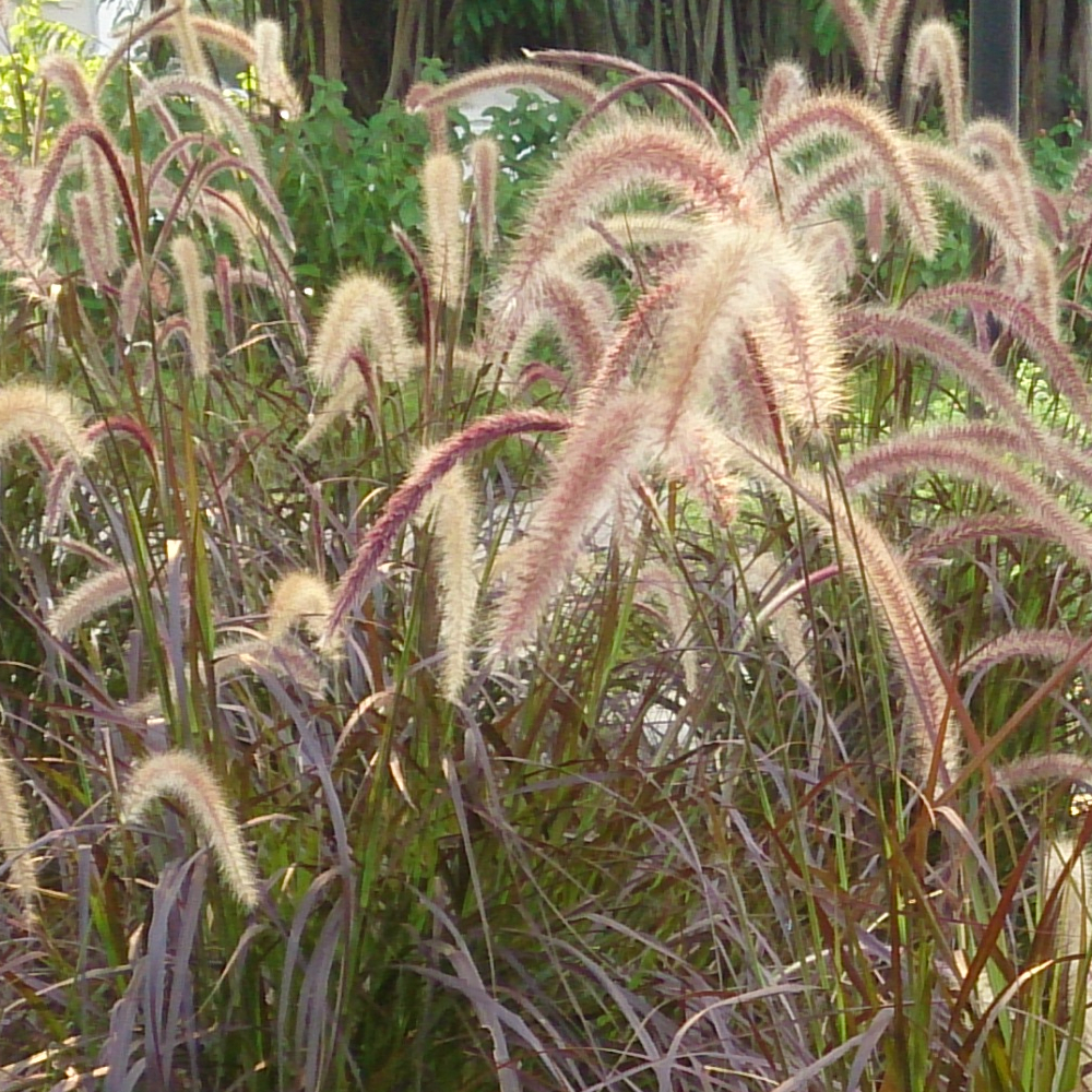 Grass Purple Fountain