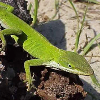 Green Anole