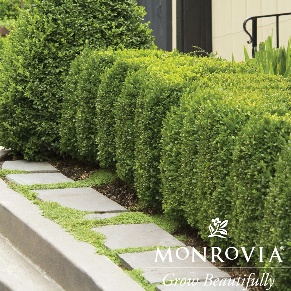 Topiary Spiral Green Mtn 5