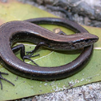 Ground Skink