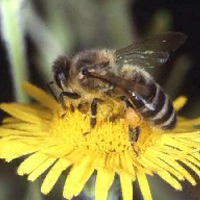 Honey Bee In The Field