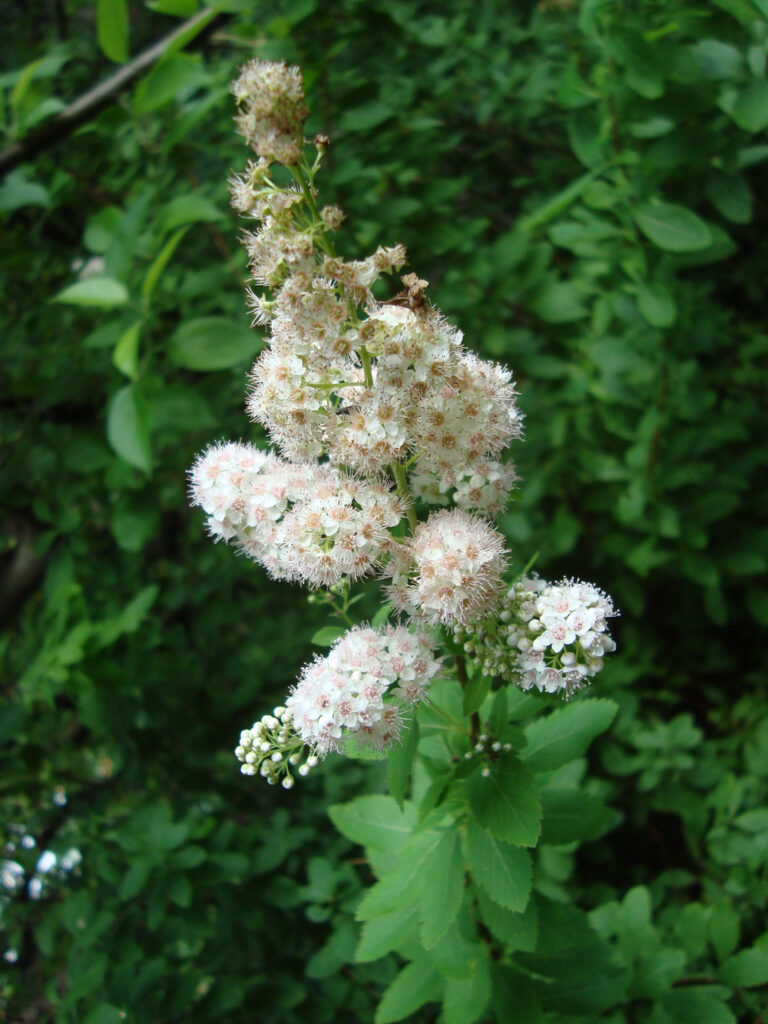 Spirea Meadowsweet