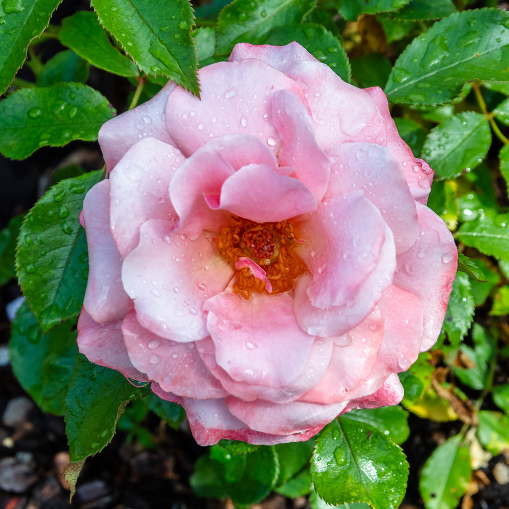 Rose Knockout Peachy