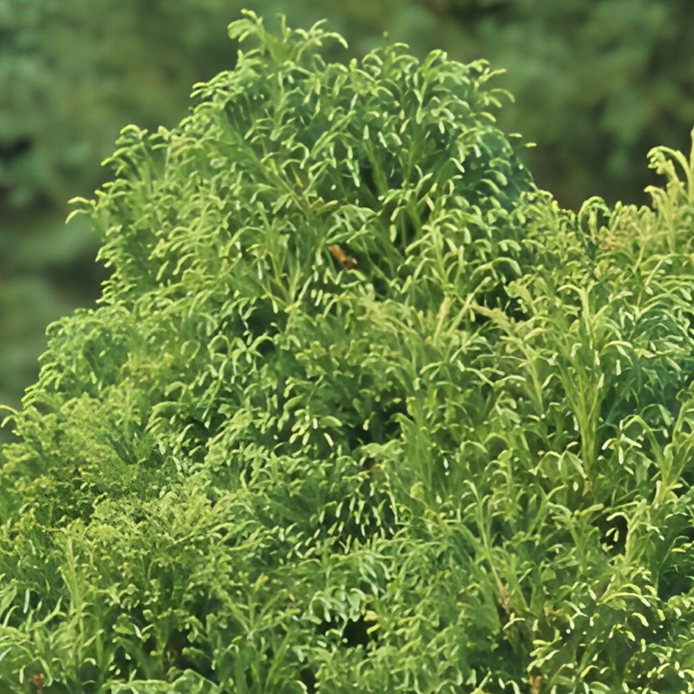 Cryptomeria Black Dragon