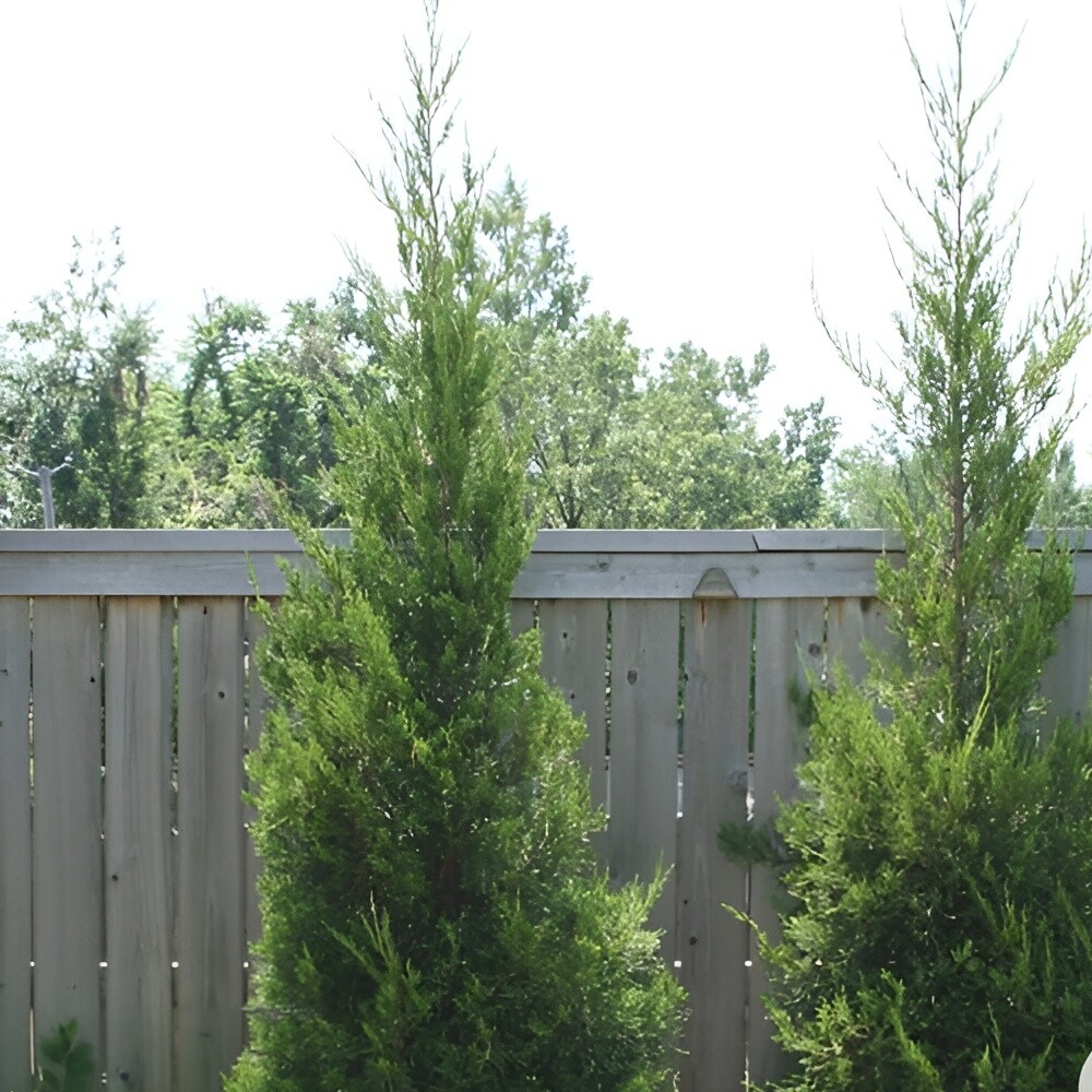 Juniper Hetzii Columnaris