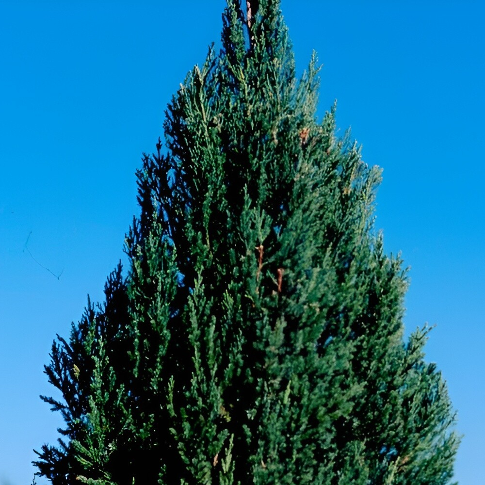 Juniper Torulosa