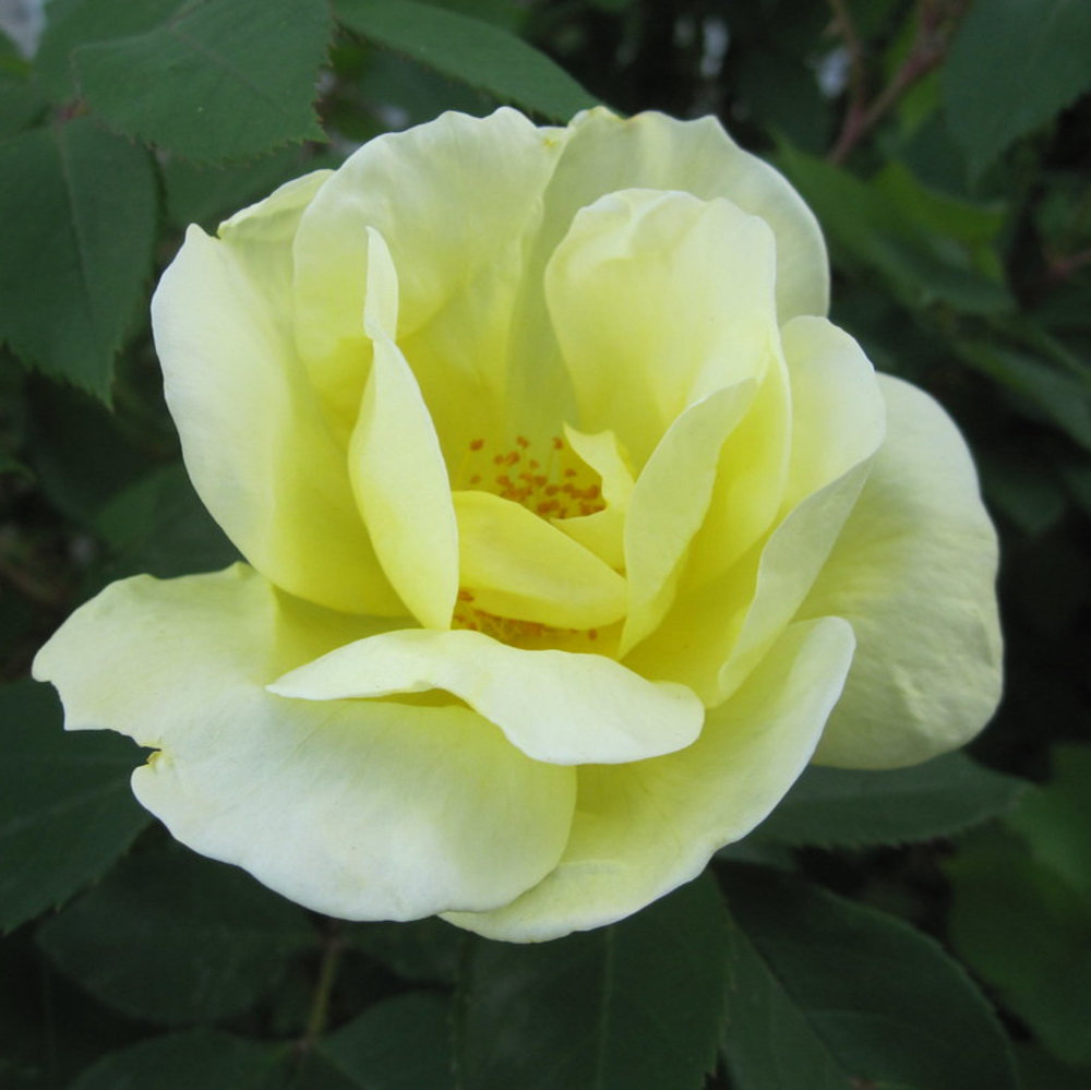 Rose Knockout Yellow