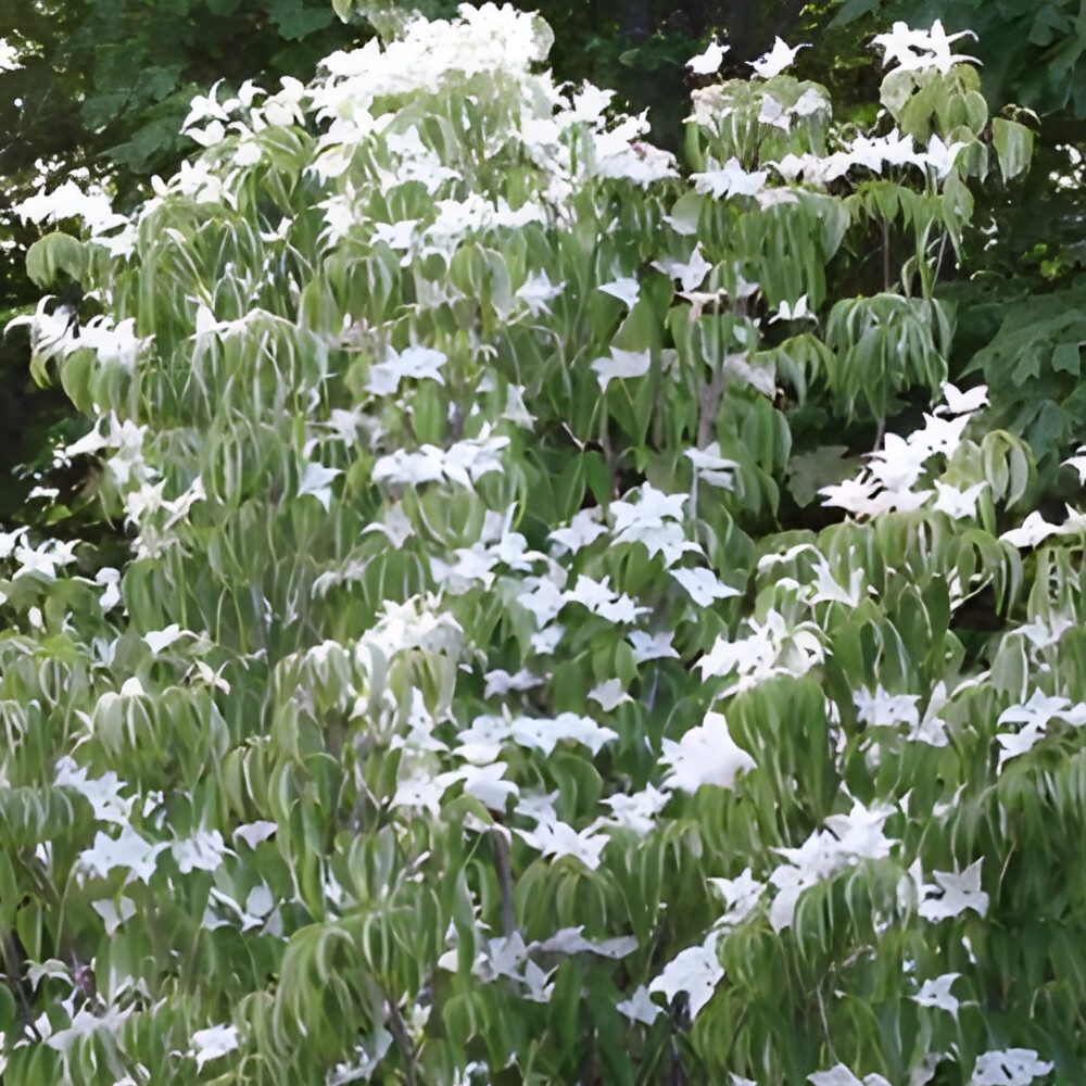 Dogwood Kousa
